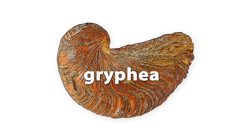 Gryphaea arcuata bd