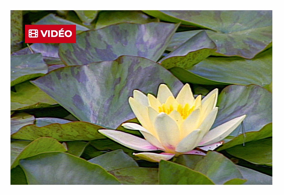 VIDEOS