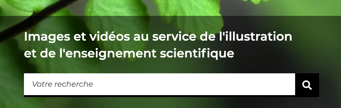 moteur de recherche 2